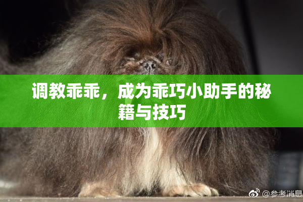 调教乖乖，成为乖巧小助手的秘籍与技巧