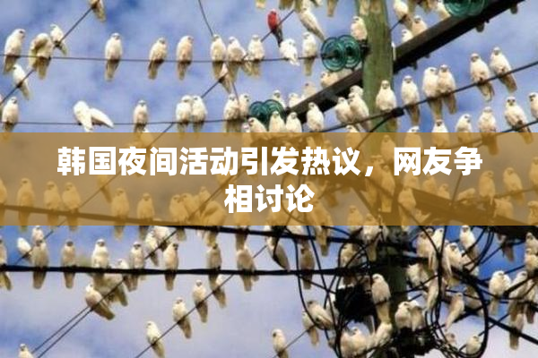 韩国夜间活动引发热议，网友争相讨论