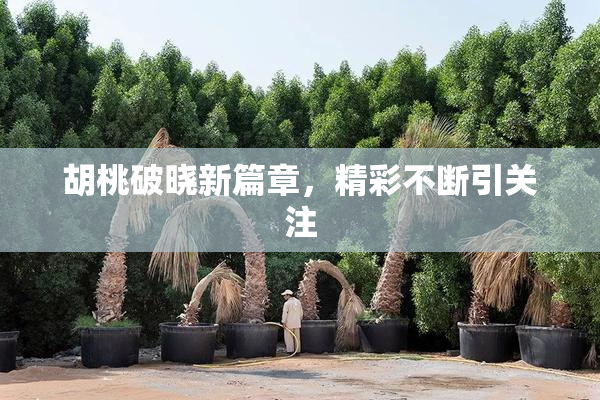 胡桃破晓新篇章，精彩不断引关注