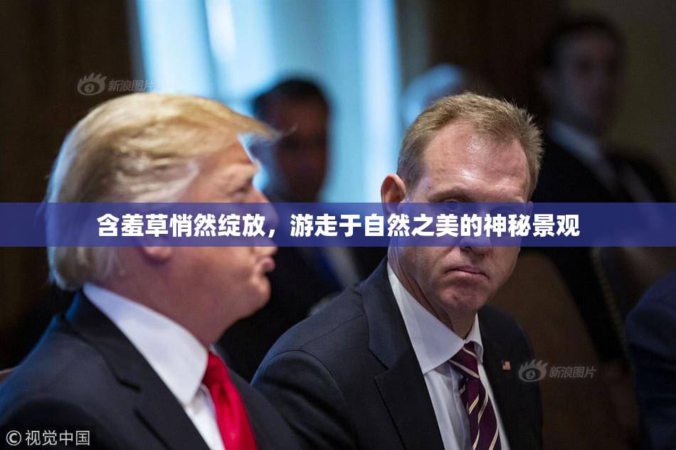 含羞草悄然绽放，游走于自然之美的神秘景观