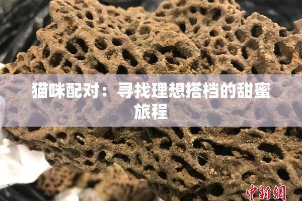 猫咪配对：寻找理想搭档的甜蜜旅程
