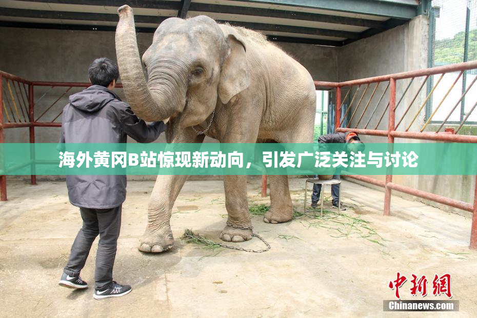 海外黄冈B站惊现新动向，引发广泛关注与讨论
