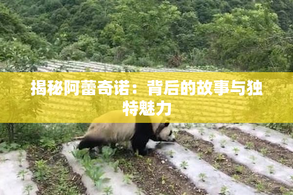 揭秘阿蕾奇诺：背后的故事与独特魅力