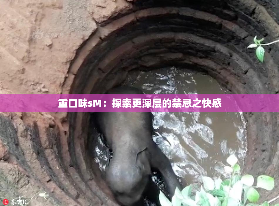 重口味sM：探索更深层的禁忌之快感