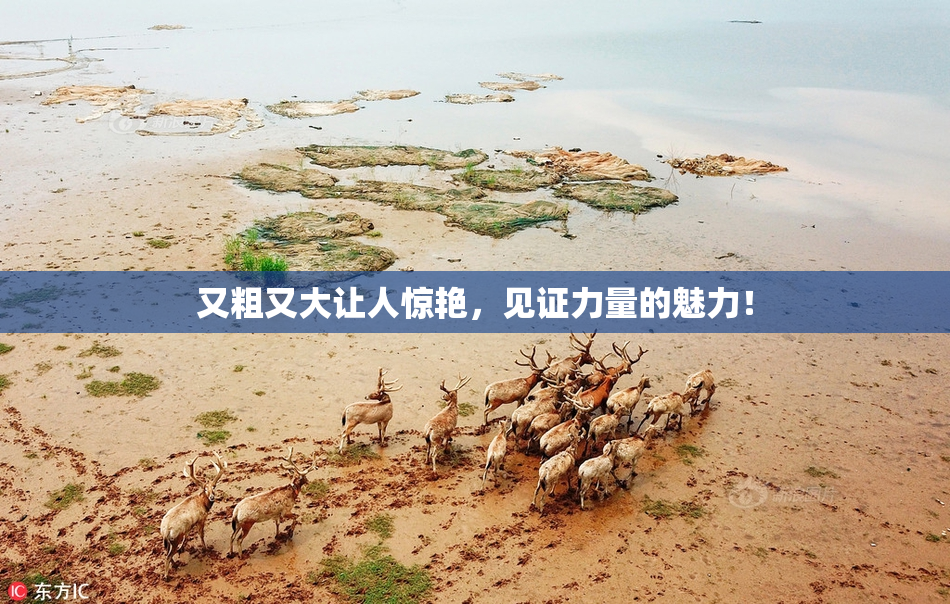 又粗又大让人惊艳，见证力量的魅力！