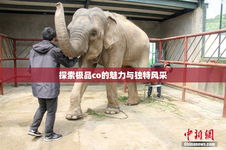 探索极品co的魅力与独特风采