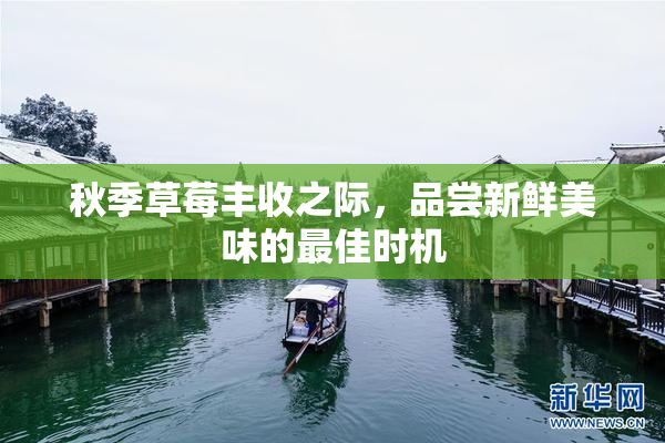 秋季草莓丰收之际，品尝新鲜美味的最佳时机