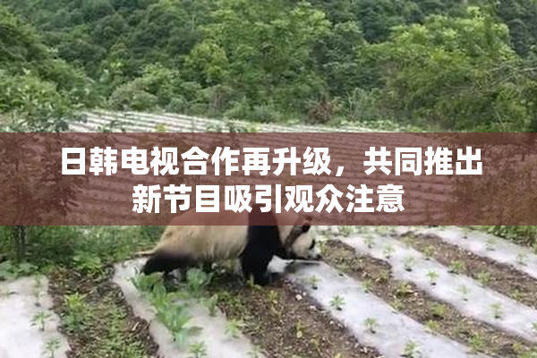 日韩电视合作再升级，共同推出新节目吸引观众注意
