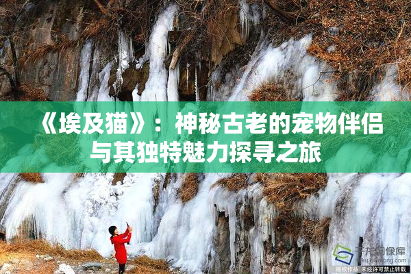 《埃及猫》：神秘古老的宠物伴侣与其独特魅力探寻之旅