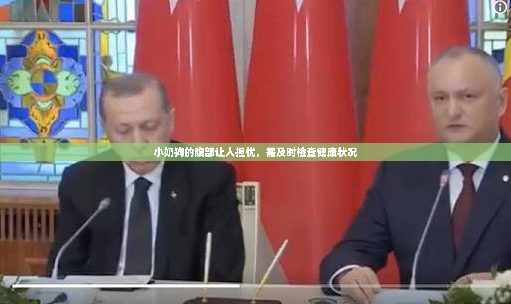 小奶狗的腹部让人担忧，需及时检查健康状况