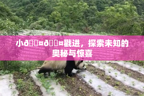 小🐤🐤戳进，探索未知的奥秘与惊喜
