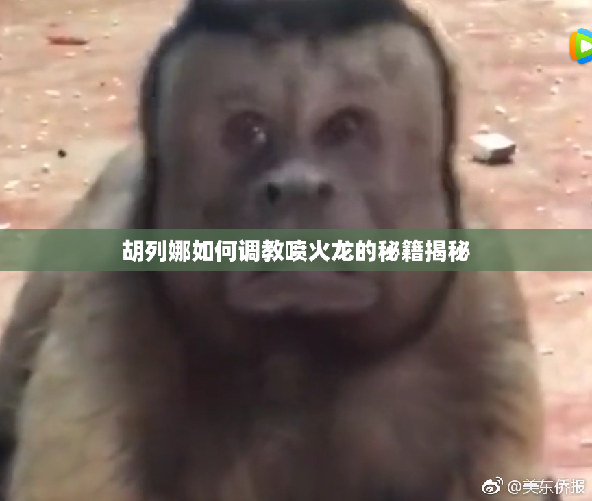 胡列娜如何调教喷火龙的秘籍揭秘