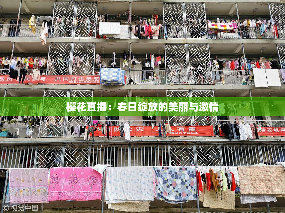 樱花直播：春日绽放的美丽与激情