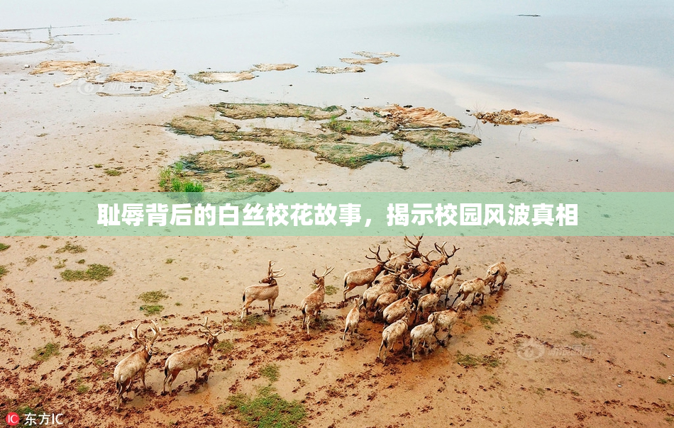 耻辱背后的白丝校花故事，揭示校园风波真相