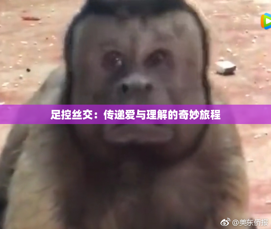 足控丝交：传递爱与理解的奇妙旅程
