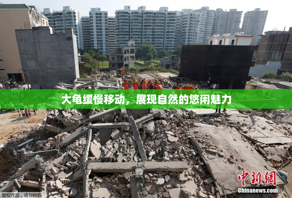 大龟缓慢移动，展现自然的悠闲魅力