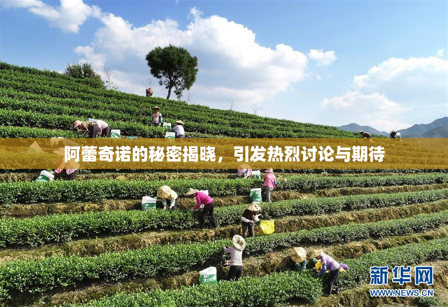 阿蕾奇诺的秘密揭晓，引发热烈讨论与期待