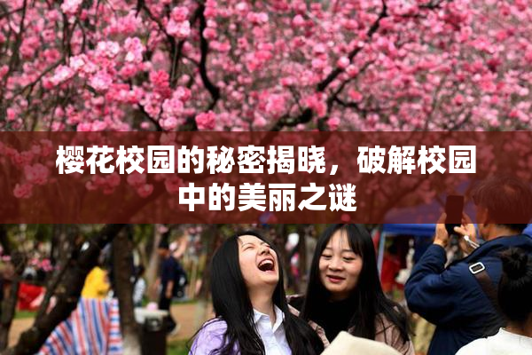 樱花校园的秘密揭晓，破解校园中的美丽之谜