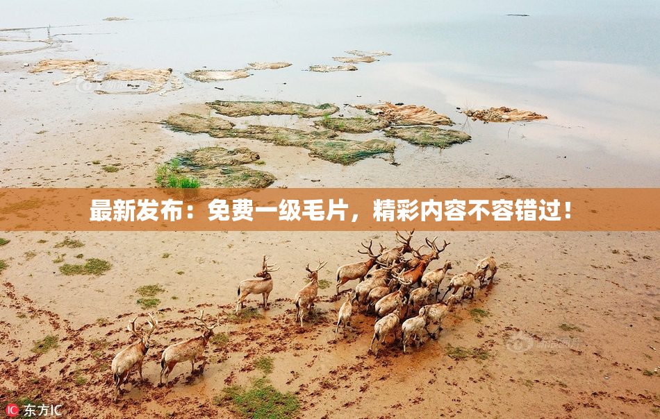 最新发布：免费一级毛片，精彩内容不容错过！