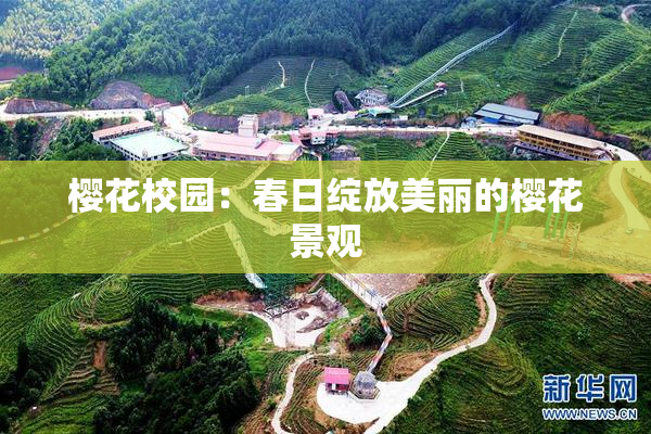 樱花校园：春日绽放美丽的樱花景观