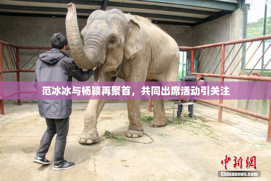 范冰冰与杨颖再聚首，共同出席活动引关注
