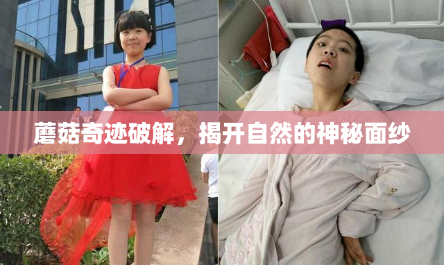 蘑菇奇迹破解，揭开自然的神秘面纱