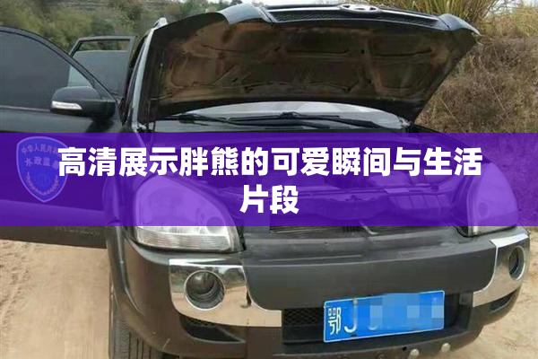 高清展示胖熊的可爱瞬间与生活片段