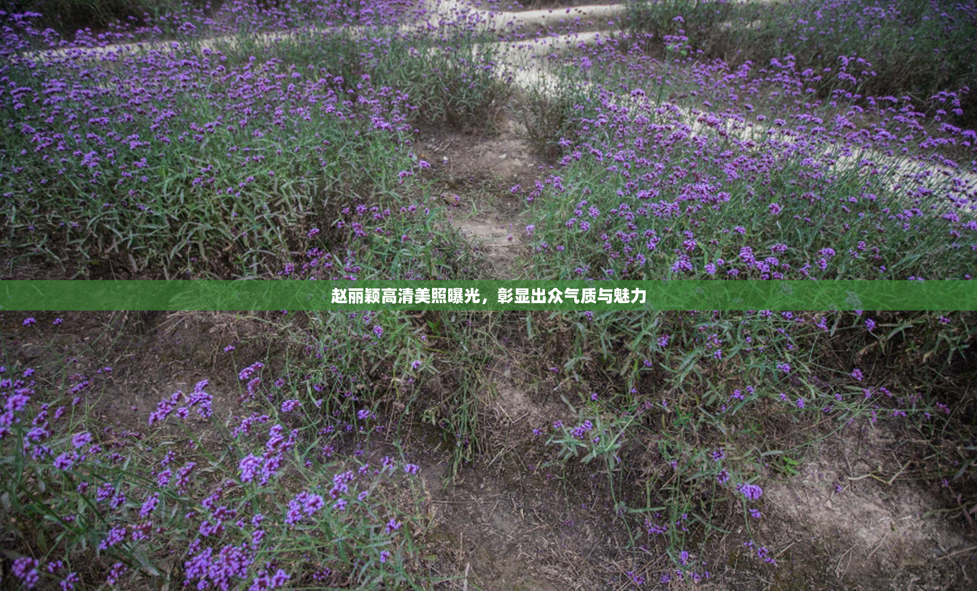 赵丽颖高清美照曝光，彰显出众气质与魅力