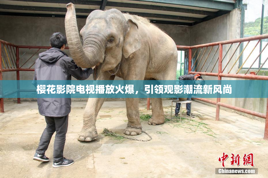 樱花影院电视播放火爆，引领观影潮流新风尚