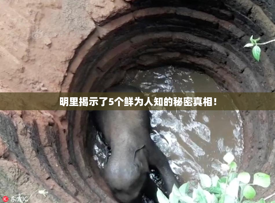 明里揭示了5个鲜为人知的秘密真相！