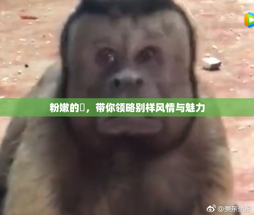粉嫩的泬，带你领略别样风情与魅力