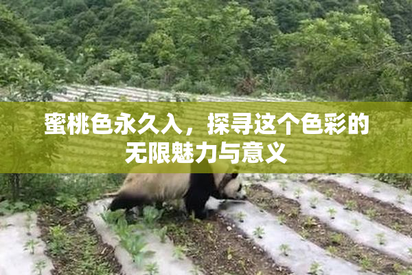 蜜桃色永久入，探寻这个色彩的无限魅力与意义