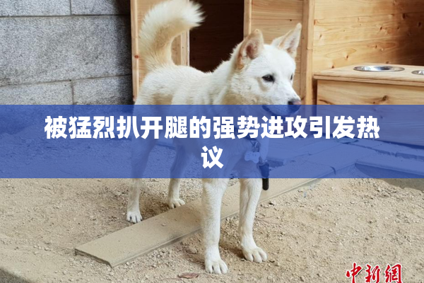 被猛烈扒开腿的强势进攻引发热议