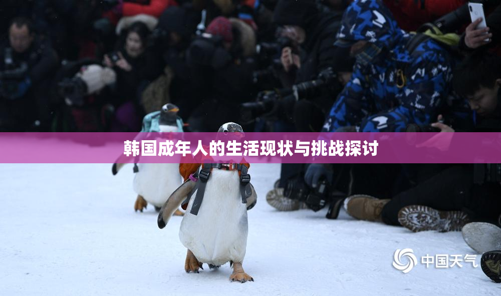 韩国成年人的生活现状与挑战探讨