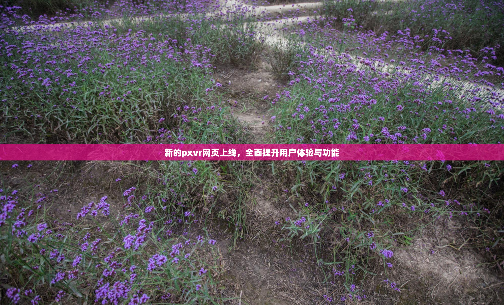 新的pxvr网页上线，全面提升用户体验与功能