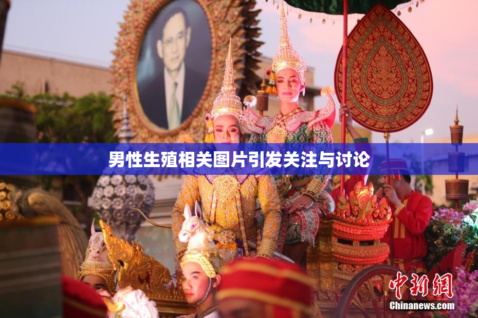 男性生殖相关图片引发关注与讨论