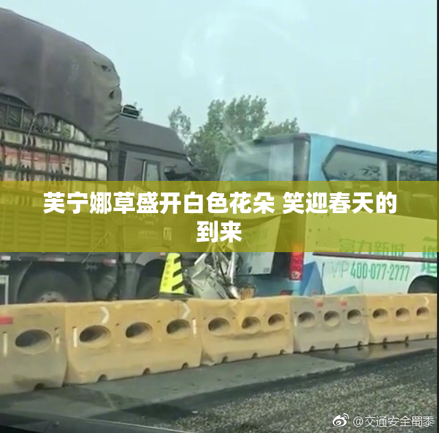 芙宁娜草盛开白色花朵 笑迎春天的到来