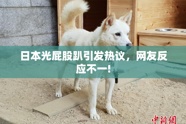 日本光屁股趴引发热议，网友反应不一!