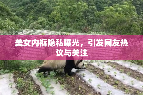 美女内裤隐私曝光，引发网友热议与关注