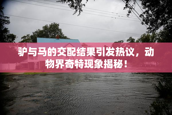 驴与马的交配结果引发热议，动物界奇特现象揭秘！
