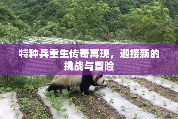 特种兵重生传奇再现，迎接新的挑战与冒险