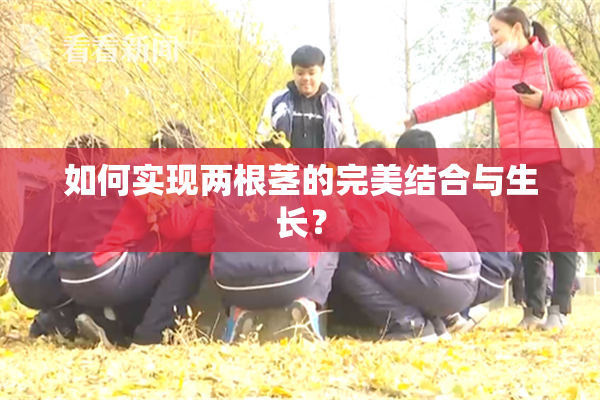 如何实现两根茎的完美结合与生长？