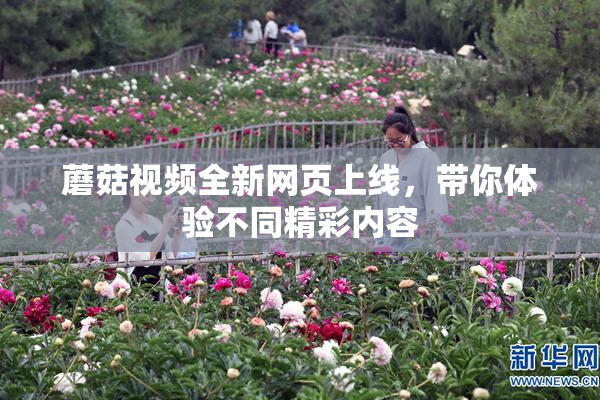 蘑菇视频全新网页上线，带你体验不同精彩内容