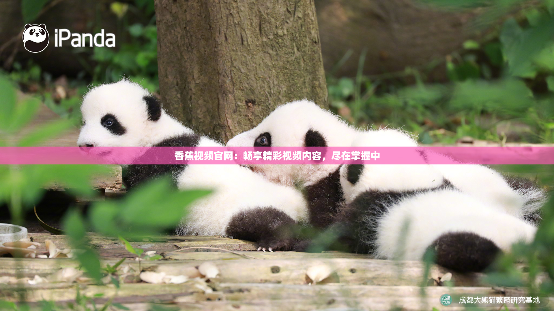 香蕉视频官网：畅享精彩视频内容，尽在掌握中