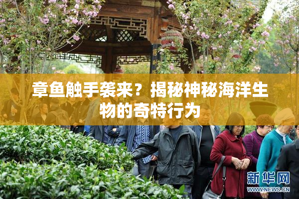 章鱼触手袭来？揭秘神秘海洋生物的奇特行为