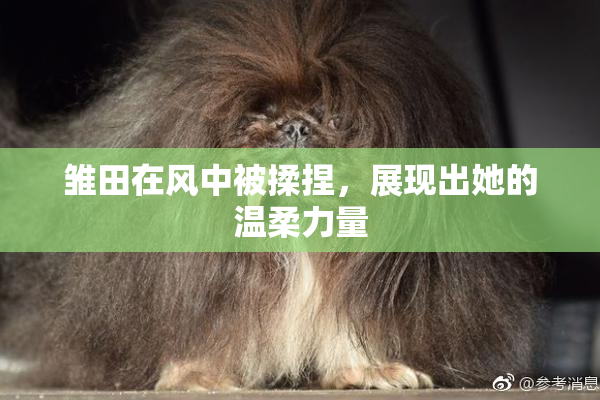 雏田在风中被揉捏，展现出她的温柔力量