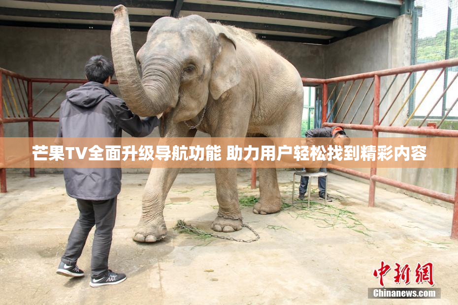 芒果TV全面升级导航功能 助力用户轻松找到精彩内容