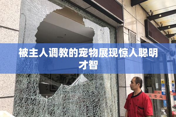 被主人调教的宠物展现惊人聪明才智