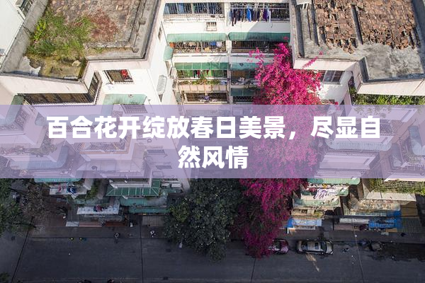 百合花开绽放春日美景，尽显自然风情