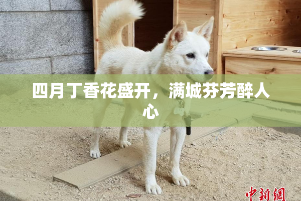 四月丁香花盛开，满城芬芳醉人心